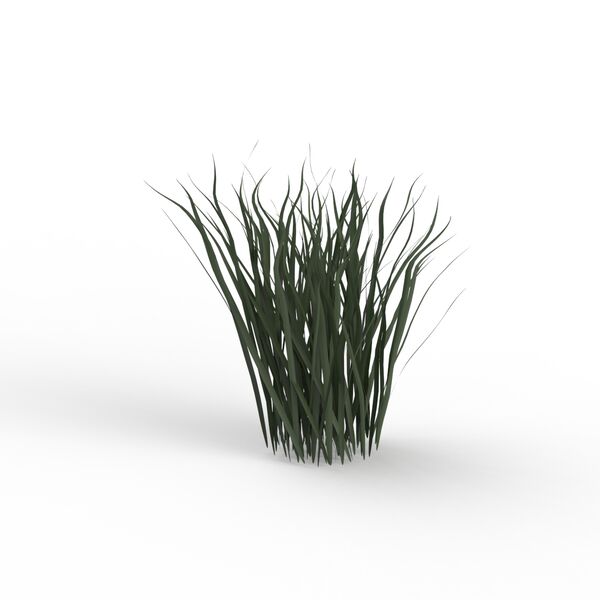 Plant Grass_02