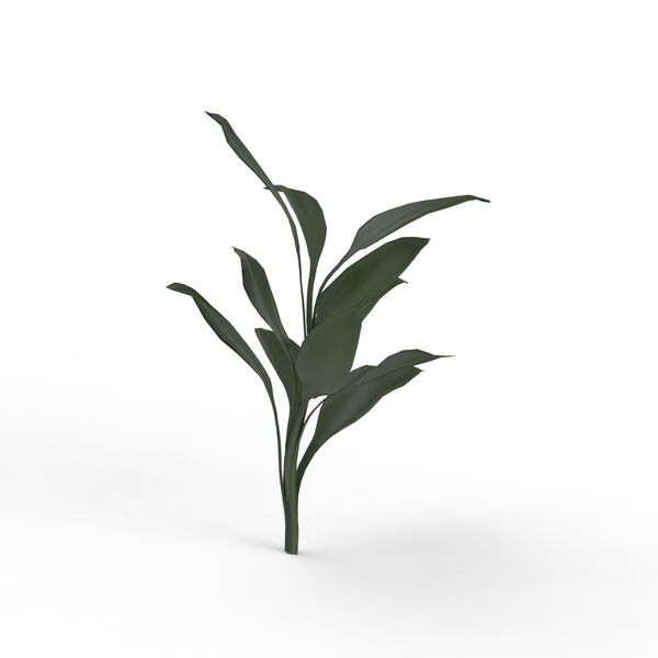 Plant Grass_03
