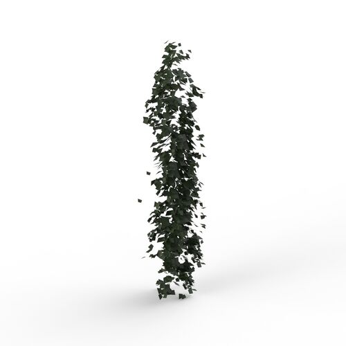 Plant_climbing_01