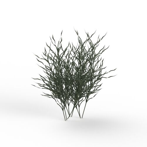 Plant Grass_04