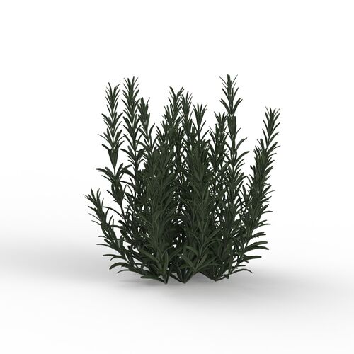 Plant_Rosmary_07