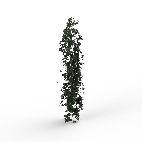 Plant_climbing_01
