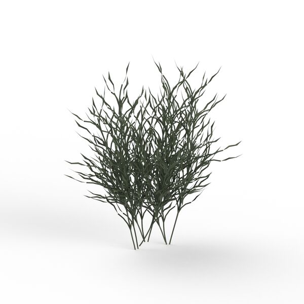 Plant Grass_04