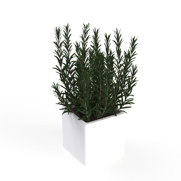 Pot and plant_10_Rosmary