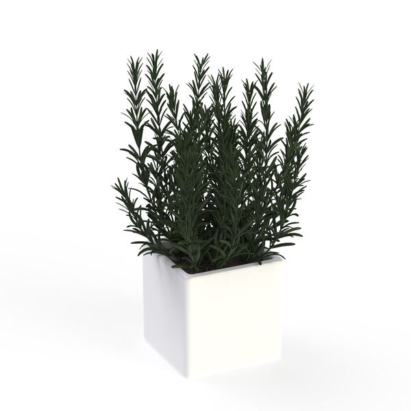 Pot and plant_17_Rosmary