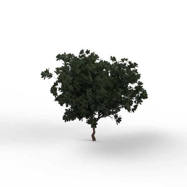 Tree Leaves Dark Green_02