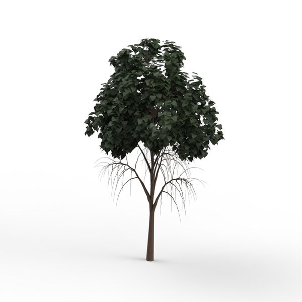 Tree Leaves Dark Green_05
