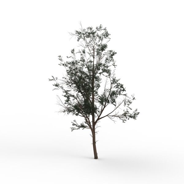 Tree Thin Leaves_03