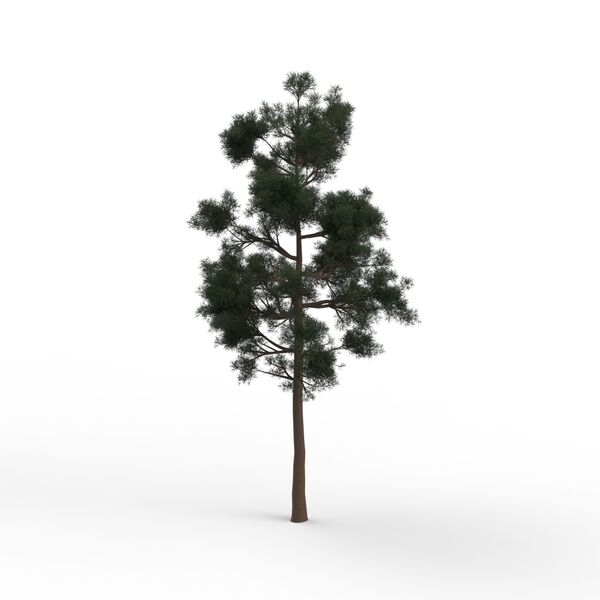 Tree Thin Leaves_04