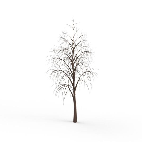 Tree Winter_06