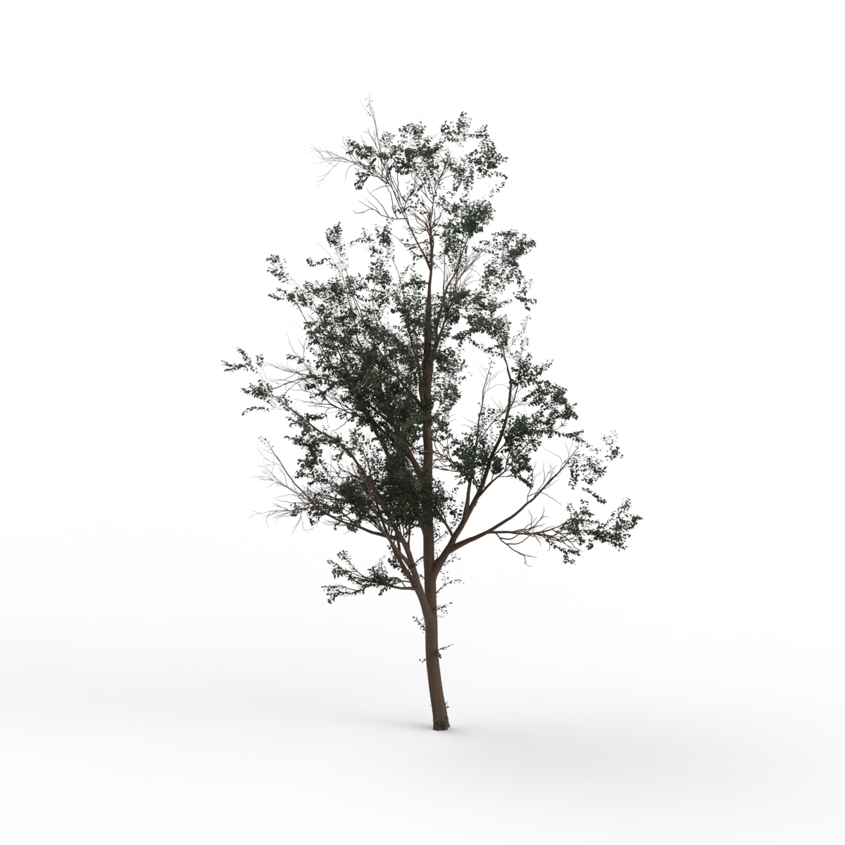 Thin Leaves Tree 03 3D Model