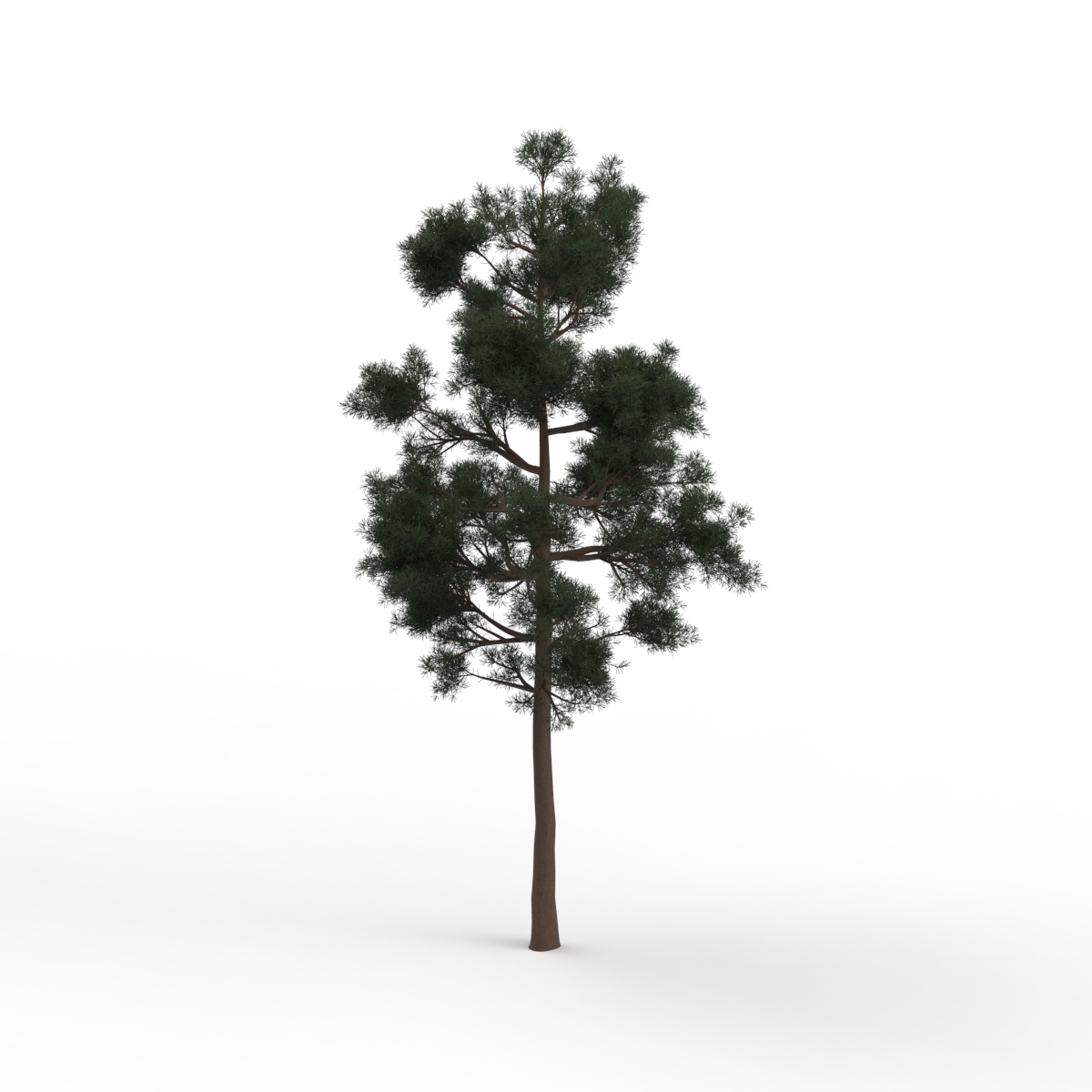 Thin Leaves Tree 04 3D Model