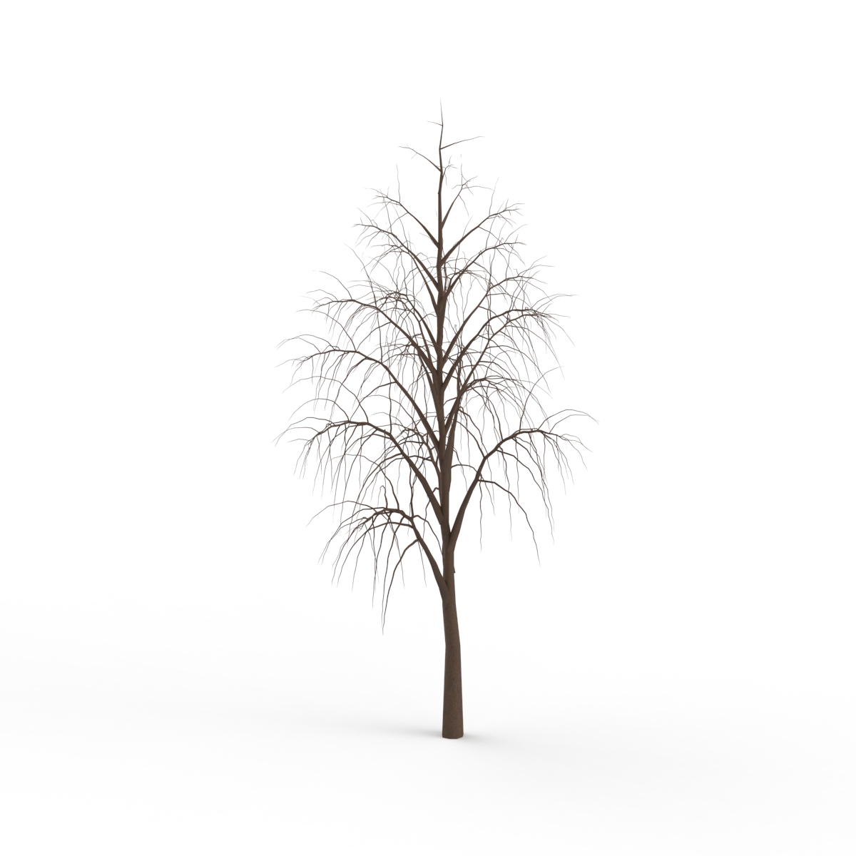 Winter Tree 06 3D Model